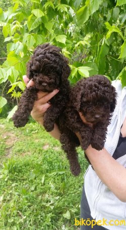 Chocolate Nadir Renk Toy Poodle Bebeklerimiz 2