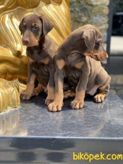 Chocolate Özel Renk Dobermann Yavrular 1