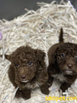 Chocolate Özel Renk Toy Poodle Bebeklerimiz 3