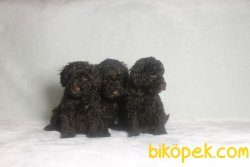 Chocolate Özel Renk Toy Poodle Bebeklerimiz 1