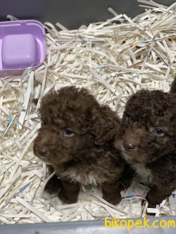 Chocolate Özel Renk Toy Poodle Bebeklerimiz 2