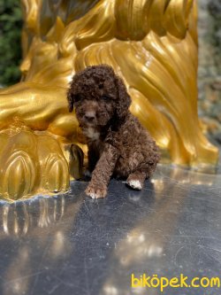 Chocolate Poodle Bebeklerimiz 3
