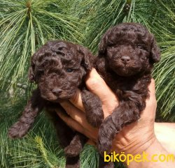 Chocolate Poodle Bebeklerimiz 1