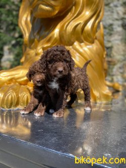 Chocolate Poodle Bebeklerimiz 2