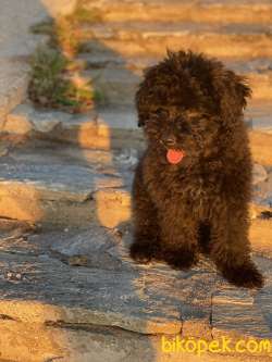 Chocolate Poodle Erkek Wc Eğitimli Aşıları Tam 2