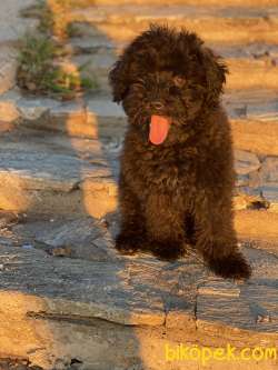 Chocolate Poodle Erkek Wc Eğitimli Aşıları Tam 5
