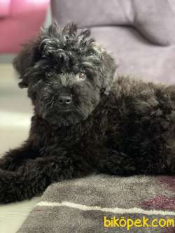 Chocolate Poodle Erkek Wc Eğitimli Aşıları Tam 1