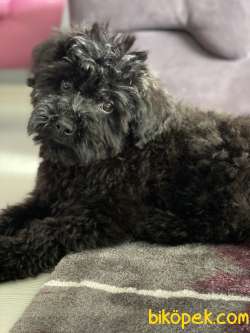 Chocolate Poodle Erkek Wc Eğitimli Aşıları Tam 3