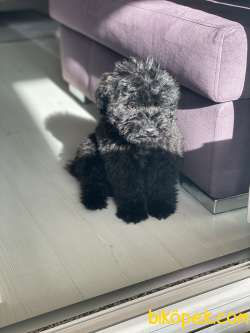 Chocolate Poodle Erkek Wc Eğitimli Aşıları Tam 4