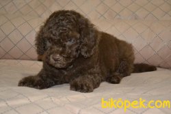 CHOCOLATE POODLE YAVRULAR 3