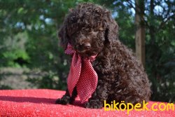 CHOCOLATE POODLE YAVRULARIMIZ 2