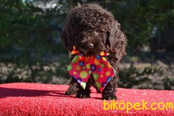 CHOCOLATE POODLE YAVRULARIMIZ 1