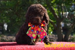 CHOCOLATE POODLE YAVRULARIMIZ 3