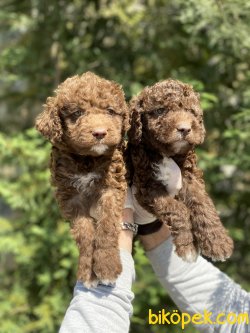 POODLE YAVRULARIMIZ 2