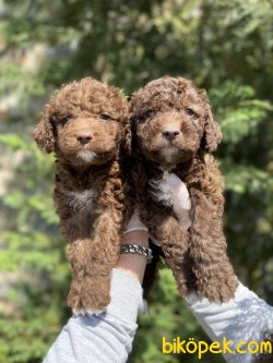 POODLE YAVRULARIMIZ 1