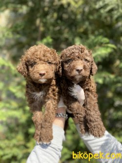 POODLE YAVRULARIMIZ 3