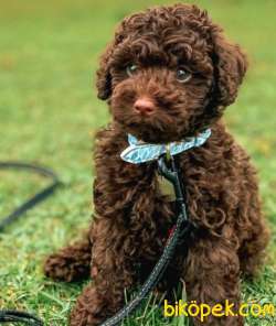 Chocolate Poodle Yavrularımız Gelmiştir. 1
