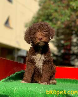 Chocolate Poodle Yavrularımız Gelmiştir. 3