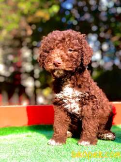 Chocolate Poodle Yavrularımız Gelmiştir. 2