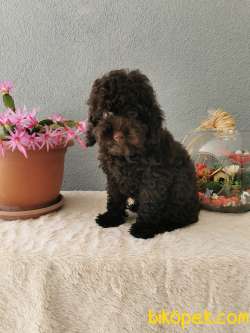 Chocolate  Toy Poodle 2