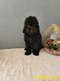 Chocolate  Toy Poodle 3