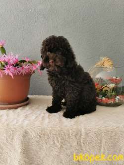 Chocolate  Toy Poodle 4