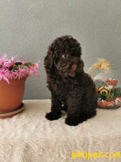 Chocolate  Toy Poodle 1