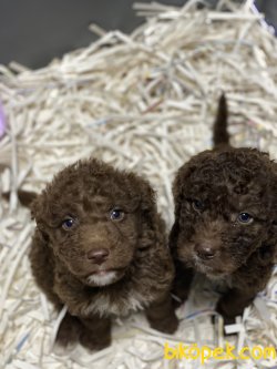 Chocolate Toy Poodle Bebeklerimiz 1