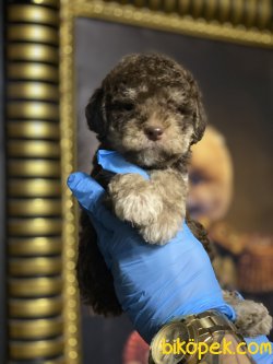 Chocolate Toy Poodle Orjinal Antialerjik 3