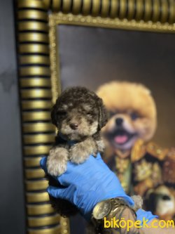 Chocolate Toy Poodle Orjinal Antialerjik 2