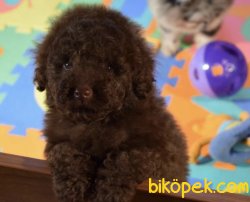Chocolate Toy Poodle Orjinal Chipli Pasaportlu 2