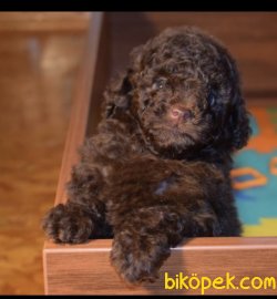 Chocolate Toy Poodle Orjinal Chipli Pasaportlu 3