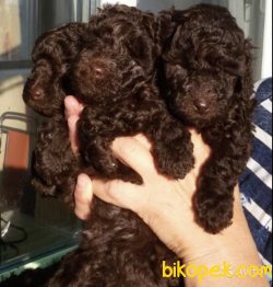 Chocolate Toy Poodle Orjinal Chipli Pasaportlu 1