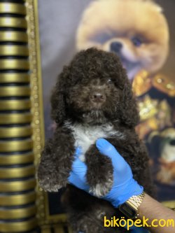 Chocolate Toy Poodle Orjinal Tüy Dökmeyen Irk 2
