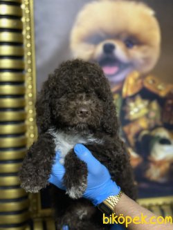 Chocolate Toy Poodle Orjinal Tüy Dökmeyen Irk 4