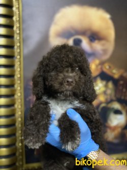 Chocolate Toy Poodle Orjinal Tüy Dökmeyen Irk 5