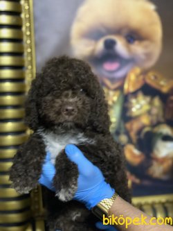 Chocolate Toy Poodle Orjinal Tüy Dökmeyen Irk 1