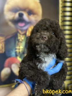 Chocolate Toy Poodle Orjinal Tüy Dökmeyen Irk 3