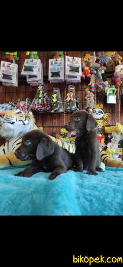 CHOCOLOTE LABRADOR RETRİEVER IRK GÜZELİ 3