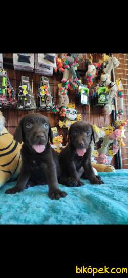 CHOCOLOTE LABRADOR RETRİEVER IRK GÜZELİ 5