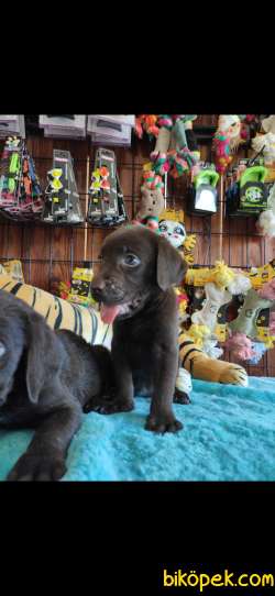 CHOCOLOTE LABRADOR RETRİEVER IRK GÜZELİ 4
