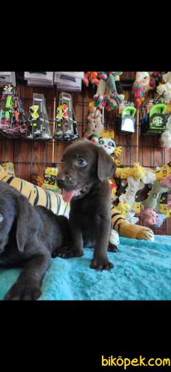 CHOCOLOTE LABRADOR RETRİEVER IRK GÜZELİ 3