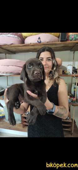 CHOCOLOTE VE BLACK LABRADOR RETRİEVER ASİLLERİ