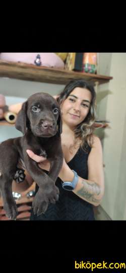 CHOCOLOTE VE BLACK LABRADOR RETRİEVER ASİLLERİ 3