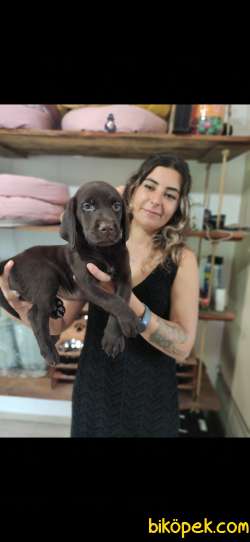 CHOCOLOTE VE BLACK LABRADOR RETRİEVER ASİLLERİ 3