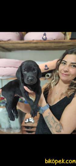CHOCOLOTE VE BLACK LABRADOR RETRİEVER ASİLLERİ 4