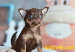 Choklate TEU CUP CHIHUAHUA / SATILIK YAVRULARIMIZ 3