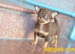 Choklate TEU CUP CHIHUAHUA / SATILIK YAVRULARIMIZ 4