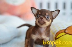 Choklate TEU CUP CHIHUAHUA / SATILIK YAVRULARIMIZ 2