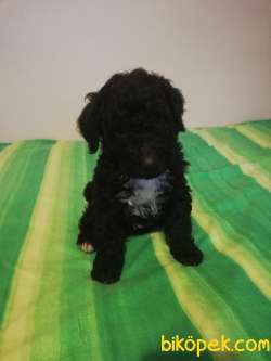 Cholotale Poodle 1